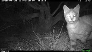 Le chat haret sur AMS