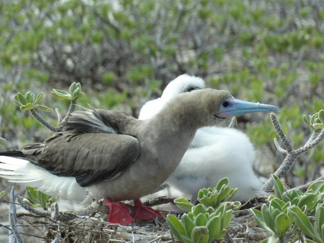 Fou à pieds rouges